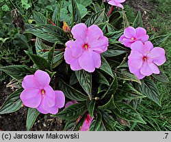 Impatiens ×nova-guinea (niecierpek nowogwinejski)