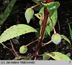 Impatiens balsamina (niecierpek balsamina)