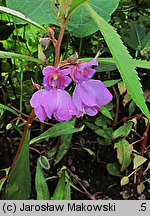 Impatiens balsamina (niecierpek balsamina)