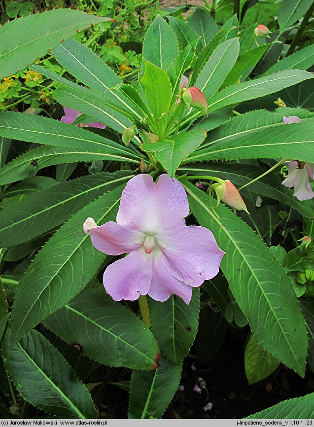 Impatiens sodenii