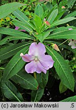 Impatiens sodenii