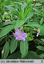 Impatiens sodenii