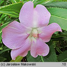 Impatiens sodenii