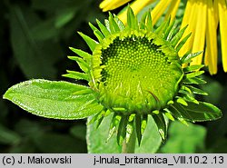 Inula britannica (oman łąkowy)