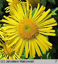 Inula britannica (oman łąkowy)