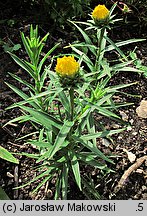 Inula ensifolia (oman wąskolistny)