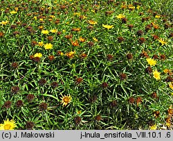 Inula ensifolia (oman wąskolistny)