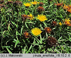 Inula ensifolia (oman wąskolistny)