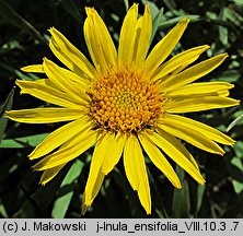 Inula ensifolia (oman wąskolistny)