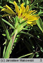 Inula ensifolia (oman wąskolistny)