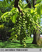 Juglans nigra (orzech czarny)