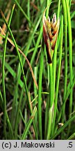 Juncus squarrosus (sit sztywny)