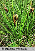 Juncus squarrosus (sit sztywny)