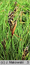 Juncus squarrosus (sit sztywny)