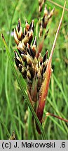 Juncus squarrosus (sit sztywny)