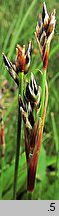 Juncus squarrosus (sit sztywny)