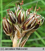 Juncus squarrosus (sit sztywny)