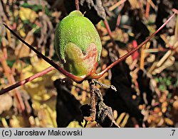 Kirengeshoma palmata (kirengeszoma dłoniasta)