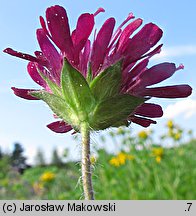 Knautia macedonica