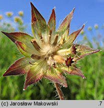 Knautia macedonica