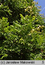 Koelreuteria paniculata (mydleniec wiechowaty)