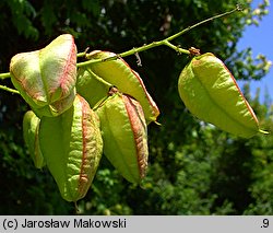 Koelreuteria paniculata (mydleniec wiechowaty)