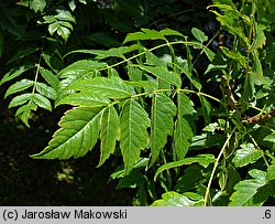 Koelreuteria paniculata (mydleniec wiechowaty)