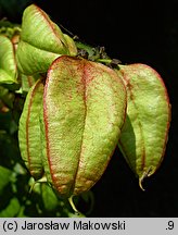 Koelreuteria paniculata (mydleniec wiechowaty)