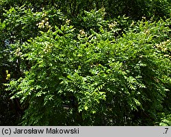 Koelreuteria paniculata (mydleniec wiechowaty)