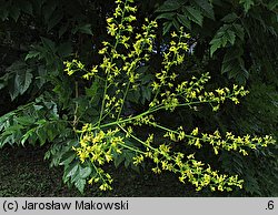 Koelreuteria paniculata (mydleniec wiechowaty)