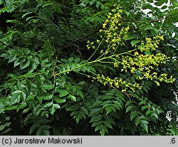 Koelreuteria paniculata (mydleniec wiechowaty)