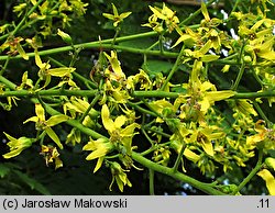 Koelreuteria paniculata (mydleniec wiechowaty)