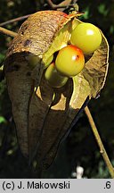 Koelreuteria paniculata (mydleniec wiechowaty)