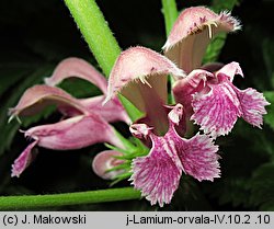 Lamium orvala (jasnota wielkokwiatowa)