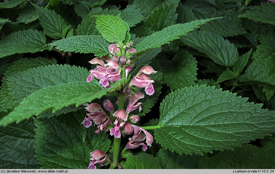 Lamium orvala (jasnota wielkokwiatowa)