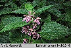 Lamium orvala (jasnota wielkokwiatowa)