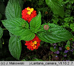 Lantana camara (lantana pospolita)