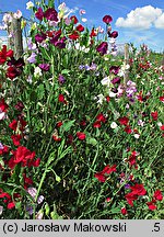 Lathyrus odoratus (groszek pachnący)