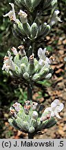Lavandula angustifolia (lawenda wąskolistna)