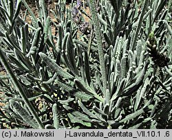 Lavandula dentata (lawenda ząbkowana)