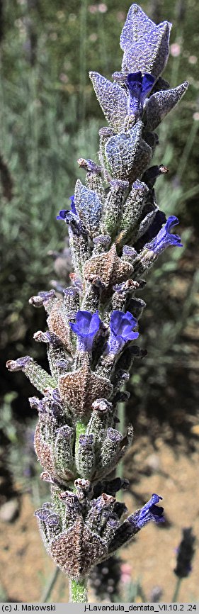 Lavandula dentata (lawenda ząbkowana)