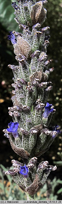 Lavandula dentata (lawenda ząbkowana)