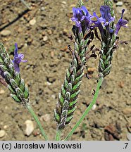 Lavandula multifida