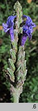 Lavandula multifida