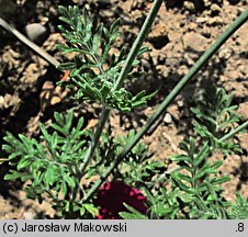 Lavandula multifida