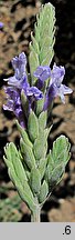 Lavandula pinnata (lawenda pierzasta)