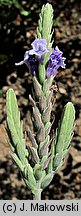 Lavandula pinnata (lawenda pierzasta)