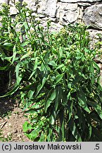 Lepidium latifolium (pieprzyca szerokolistna)