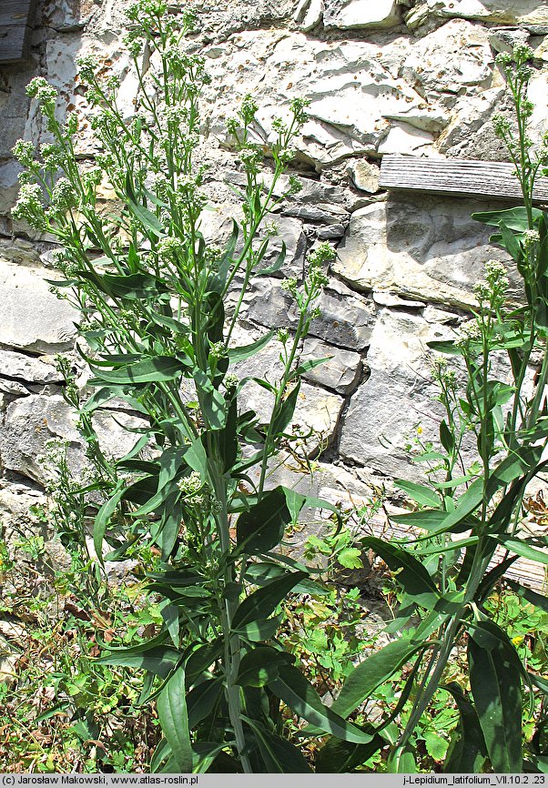 Lepidium latifolium (pieprzyca szerokolistna)