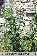 Lepidium latifolium (pieprzyca szerokolistna)